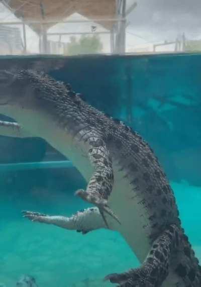 Next time you see a croc floating towards you, remember this image and you won't panic.