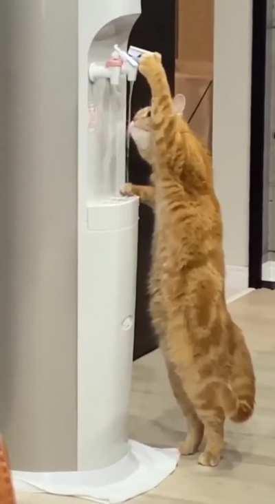 Cat Does A Big Stretch To Get The Good Water