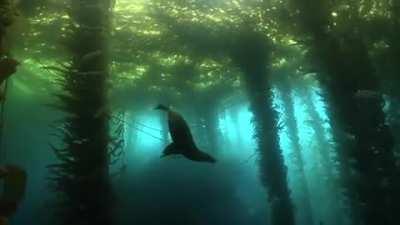 🔥 A Kelp Forest