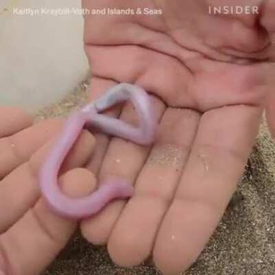 The Mexican mole lizard only has two limbs....