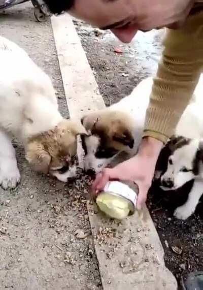 Azerbaijan soldier feeding puppies with military ration