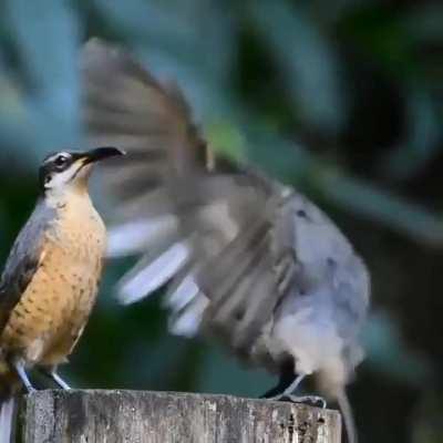 A juvenile Victoria's riflebird performs courtship dance to impress a female