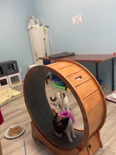 Since you all love the new cat wheel at our shelter, here’s Bégonia trying her best. Poor sweetheart.