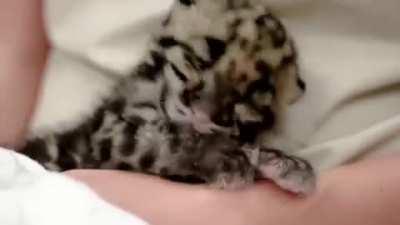 Sleepy clouded leopard cub