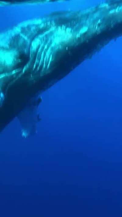 🔥 There's a whale down there!