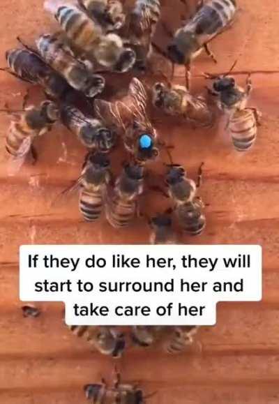 Introducing a new Queen to the bee colony.