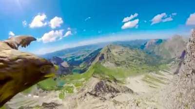 Watch this eagle fly over the Alps: