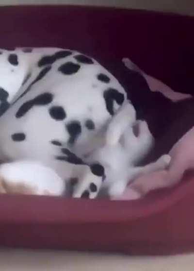 Kitten shares bed with dog