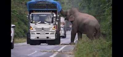 In Cambodia and Thailand, elephants learned a new way to get food and that's by stopping trucks carrying sugarcane to grab some of it and then letting them pass. this concept has become commonplace, and everyone coexisted peacefully with the new situation