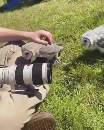 Owls would rather cuddle than have their picture taken