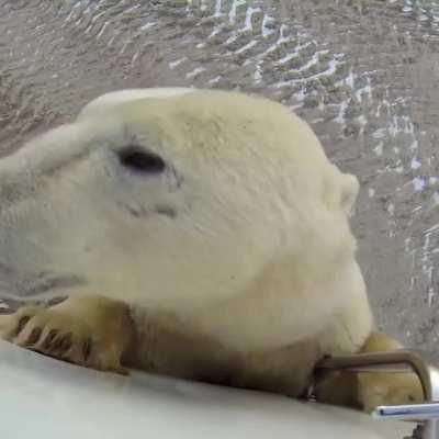 A close encounter with a curious wild Polar Bear