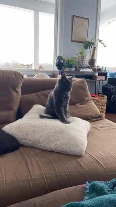 Louis kneading his pillow in hyper-lapse!