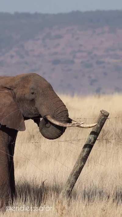 Big brain elephant using his tusk to pull out a high voltage electrical fence. The bull successfully pulled out the fence pole and flattened the wire to allow its herd to pass