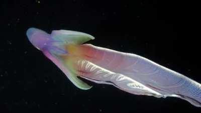 Meet the Blanket Octopus.