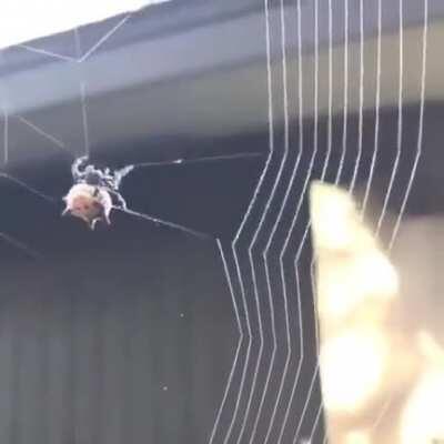 Just a spidey weaving her web