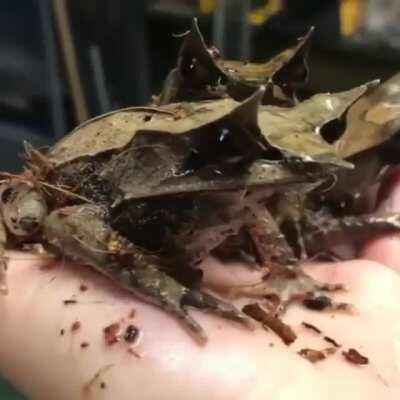 Malayan Leaf Frog lives up to its name.