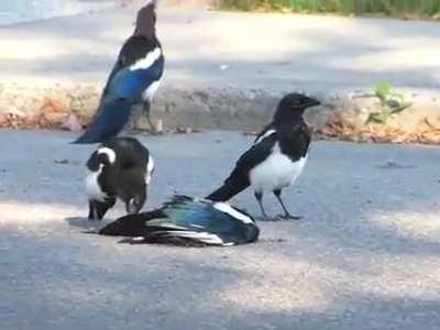 Magpie Ritual when one of them dies