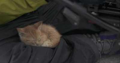 Kitten makes friends with cameraman!