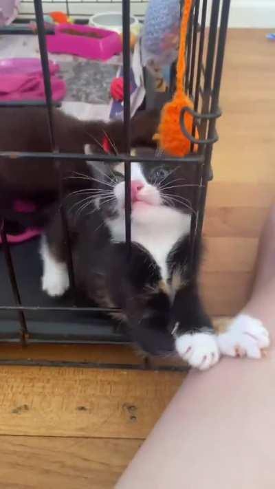 Poor kitten is “trapped” in her cage.