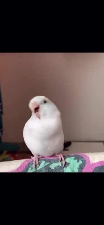 Jello dancing birb