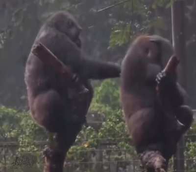 Gorilla annoys sibling during a heavy rain shower😅