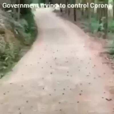 Governments trying to to control Corona