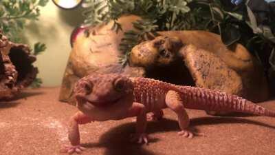 Arlo getting into his battle stance bc I accidentally bonked him with a mealworm. Dummy. ❤️