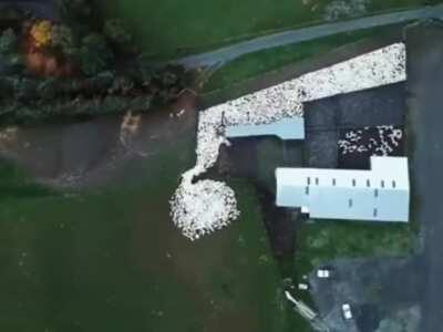 Aerial view of sheepdog herding sheep