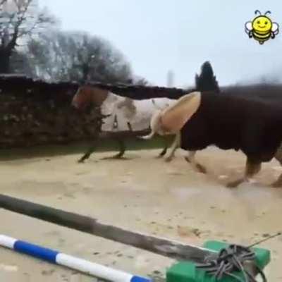 Cow thinks he's a showjumping horse