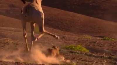 🔥 Lion king my ass. Giraffe king!