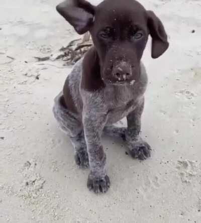 Cute puppy enjoying the breeze