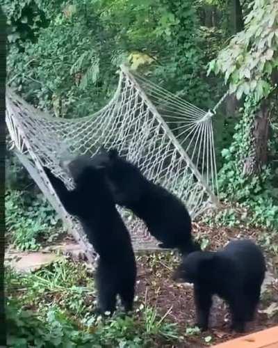 🔥 Bears having fun