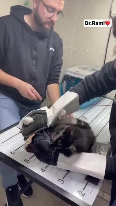 Vet treating a very agressive cat