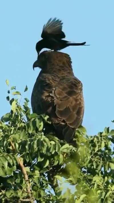 🔥 Just a bird landing on a tree, is all.