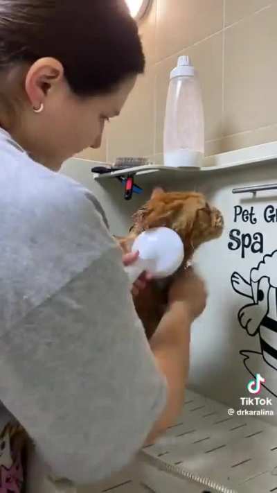 Giant Orange gets pampered and re-floofed