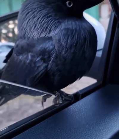 Has anyone ever heard a jackdaw talk like this before?