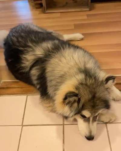 My Alaskan Malamute gets a bit talkative when she’s bored