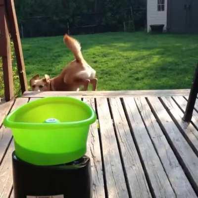 Super excited dog playing fetch with himself