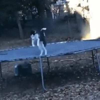 Pupper gets caught bouncing on his human’s trampoline