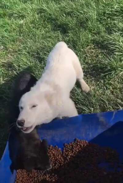 Wolf dog puppy is very thankful for their meal