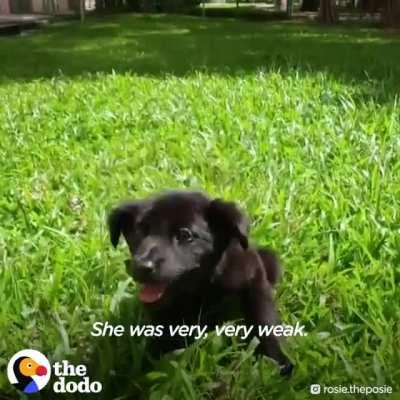 Rosie, a tiny pup who couldn't stand on her own had to learn how to run and trust a human again.