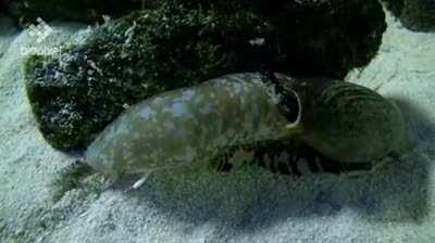 Cone snail feeding on a fish.