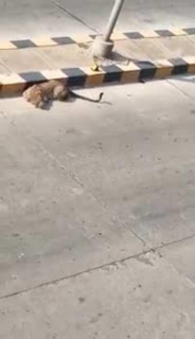 Is nature coming back to its roots? (Something caught in the camera near Minto road bridge – New Delhi)