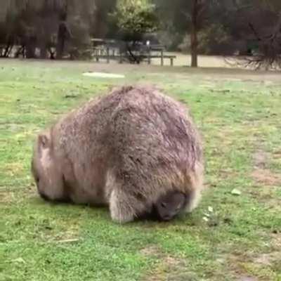 Wombats have rear-facing pouches so that their babies don't get a face full of dirt when they are tunneling.