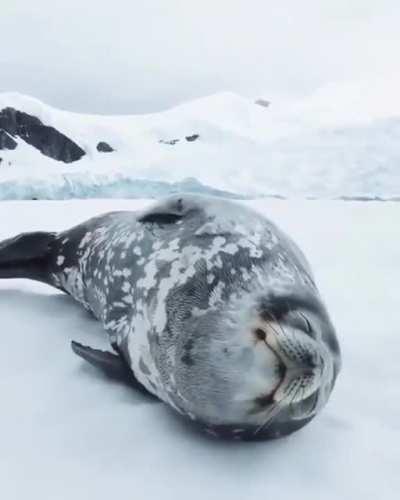 The sounds of a sleeping seal