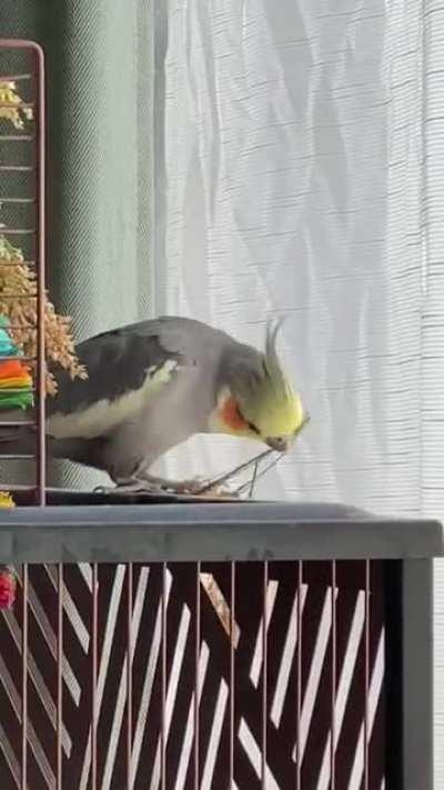 I threw some birdseeds in the garden last spring. I harvested these today! THEY LOVE IT! Cutie