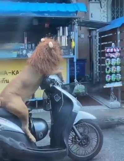 Lion after falling in love😂