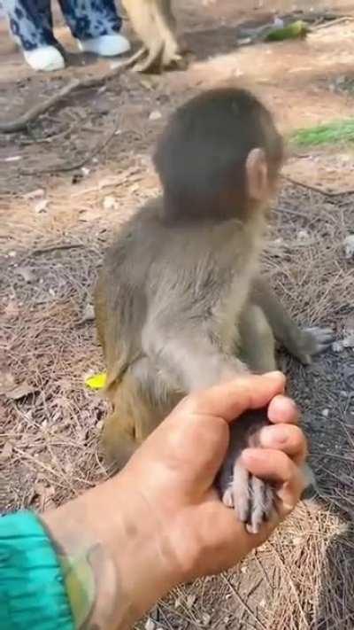 Baby monk realizes it's not mum holding it's hand.