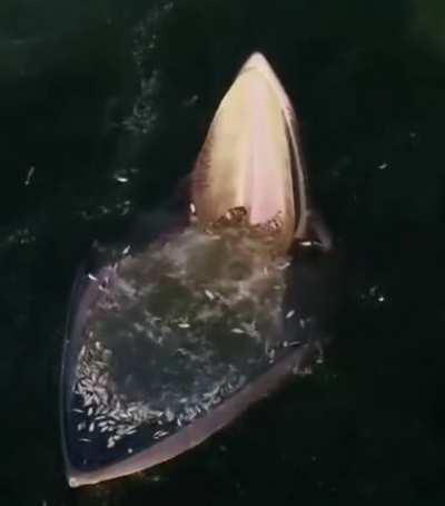 🔥 Fin Whale trap-feeding