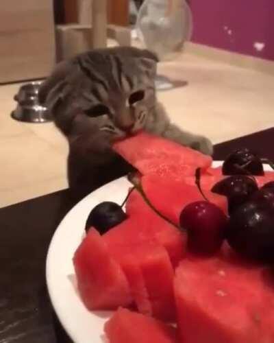 Kitten sneaks away a slice of watermelon